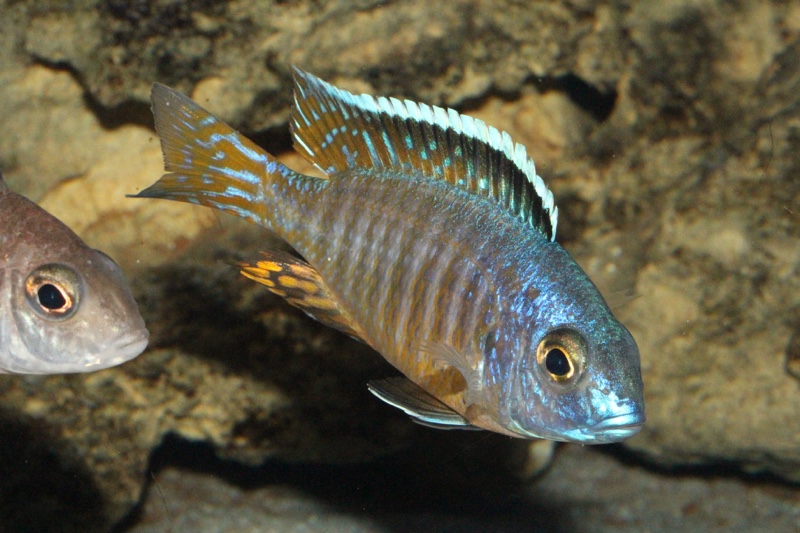 Aulonocara hueseri 'Likoma Island'